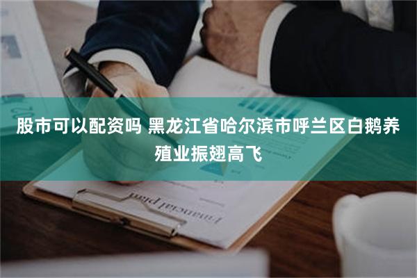 股市可以配资吗 黑龙江省哈尔滨市呼兰区白鹅养殖业振翅高飞